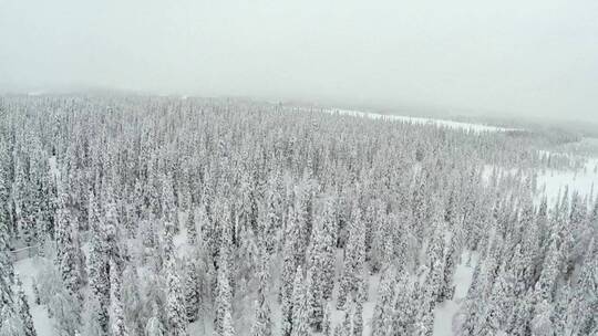 被厚厚积雪覆盖的冰冻森林