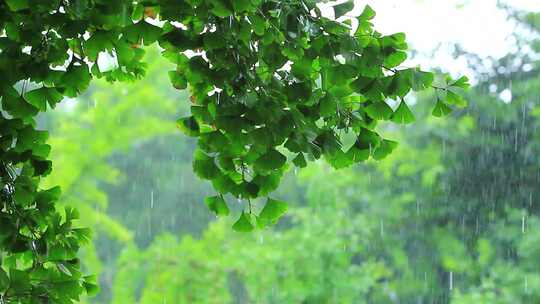 狂风暴雨场景实拍