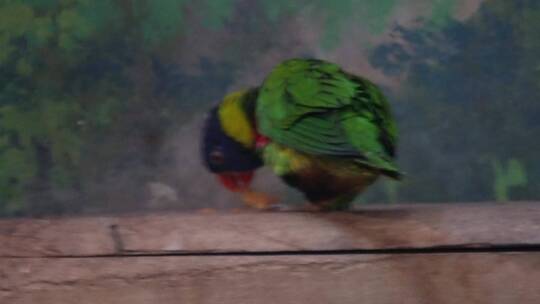 【镜头合集】绿色鹦鹉和尚鹦鹉宠物鸟