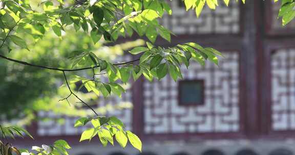 唯美生态园林古建筑局部特写