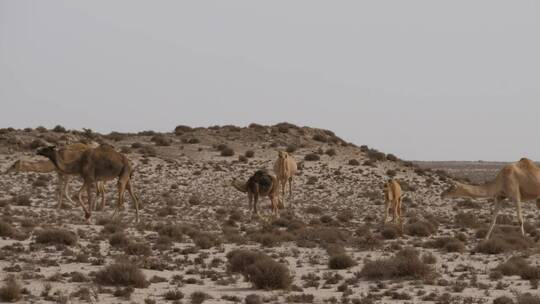 沙漠中的骆驼视频素材模板下载
