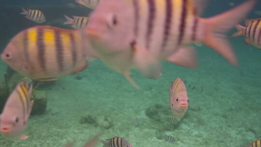 鱼儿在海底遨游视频素材模板下载