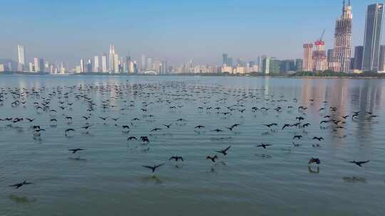 4K深圳湾鸬鹚生态航拍6