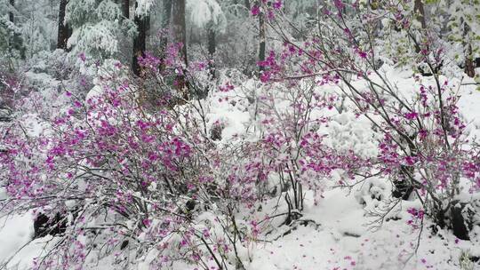 雪中杜鹃花视频素材模板下载