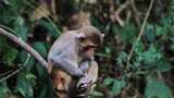 西双版纳-原始森林-野猴高清在线视频素材下载