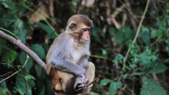 西双版纳-原始森林-野猴