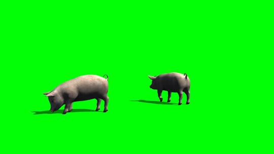 绿幕-动物-双猪吃食2