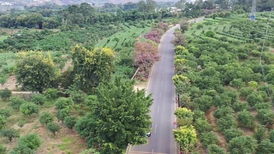 花海大树绿树道路马路汽车航拍素材