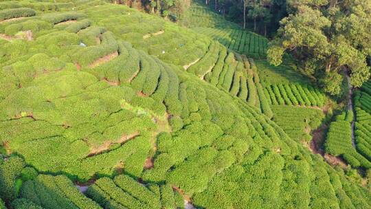 航拍杭州龙井茶产地梅家坞