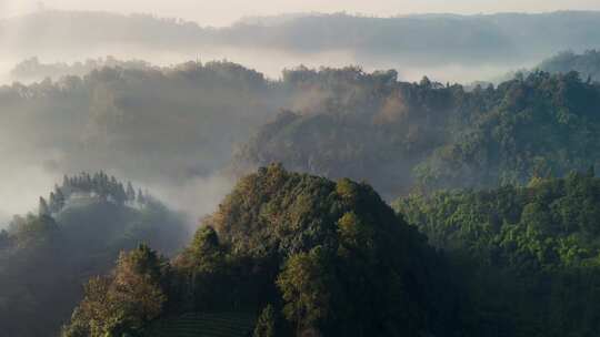 航拍森林清晨茶山云雾