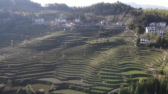 茶叶茶绿茶采茶茶山春茶茶园4K实拍