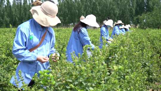 金银花 金银花种植 金银花收获