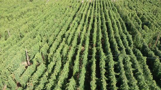 俯拍啤酒花种植园视频素材模板下载