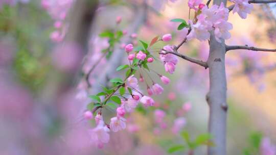 春天秋天微风吹动枫树叶樱花花朵草木小清新