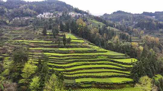 大山里的绿色茶园美景景色航拍