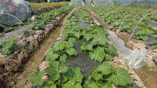 乡村田园农业种植蔬菜春耕蔬菜实拍