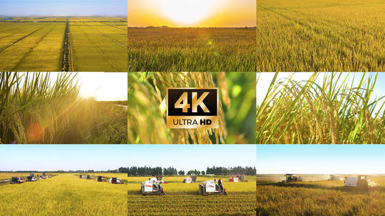 农业 丰收 稻谷 收割 机械化生产视频素材模板下载