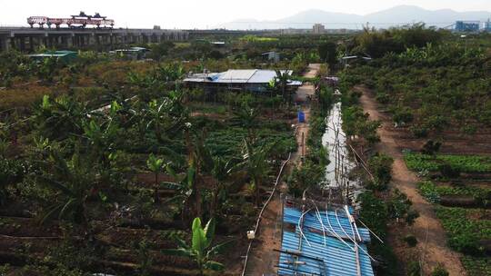 种植园(低空航拍)