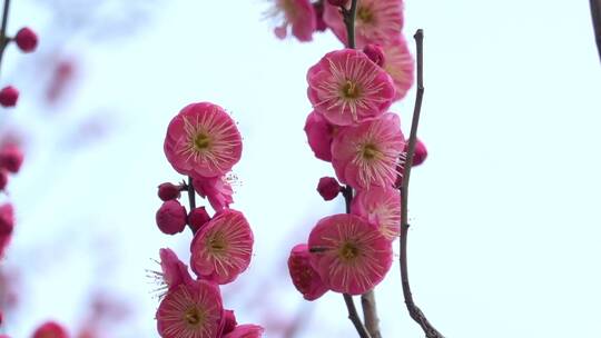 春季红色梅花景观