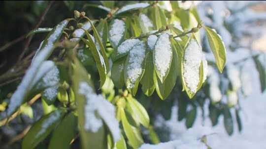 中国东北冬季大雪中的树绿叶植物