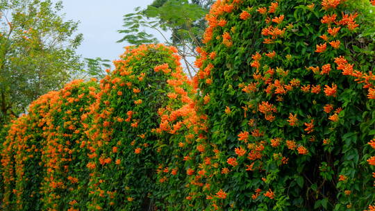 炮仗花藤蔓 爬墙植物爬满围墙