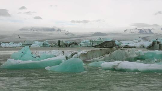 北极燕鸥落在冰川上