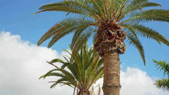 海滩附近晴天和阴天的高大棕榈树，静态特写