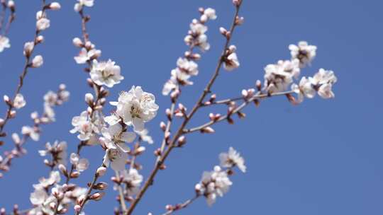 4k春暖山桃花开放