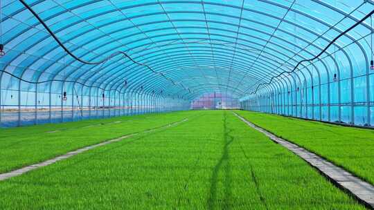 现代化大棚育苗-东北种水稻-水稻苗