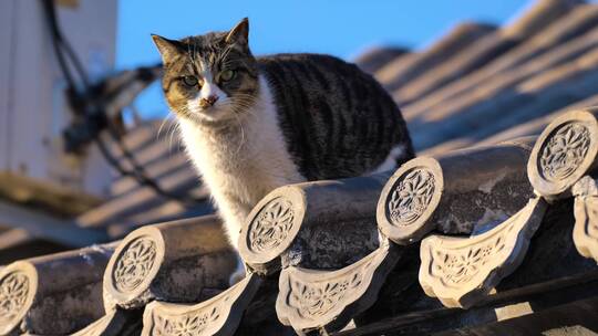 北京胡同房顶上的猫咪