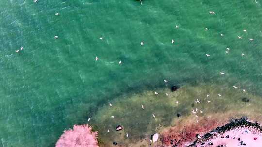 航拍大理洱海和飞翔的海鸥视频素材模板下载