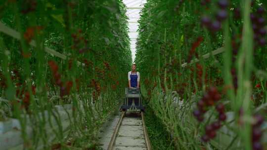 温室大棚女性推运菜车画面