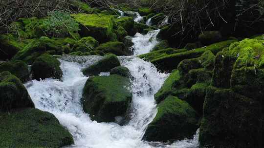 湖北恩施小溪河源头活水流淌青苔满地