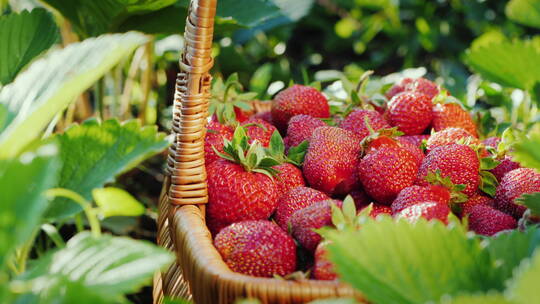 农民把收获的草莓放在篮子里视频素材模板下载
