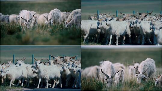 【合集】草原山羊羊群放牧视频素材模板下载