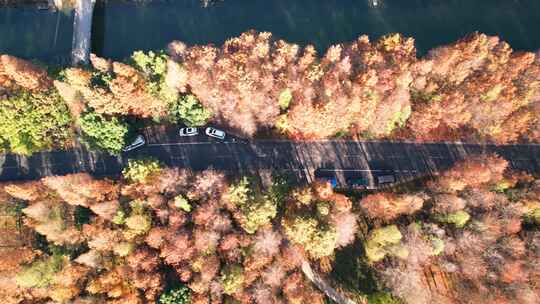 杭州湘湖秋天水杉树林风景航拍