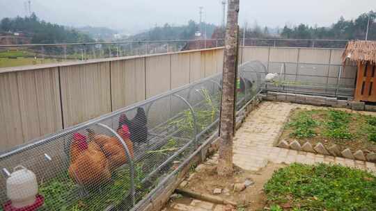 学校楼顶的空中养殖场鸡兔在笼子里研学基地