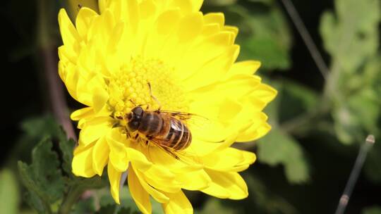 春天郴州南塔公园南门菊花蜜蜂1视频素材模板下载