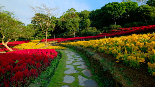 穗冠花的花海花田梯田