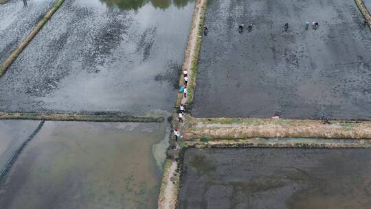 农田耕地插秧农忙航拍