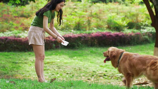美女和金毛犬在夏天公园喂狗喝水