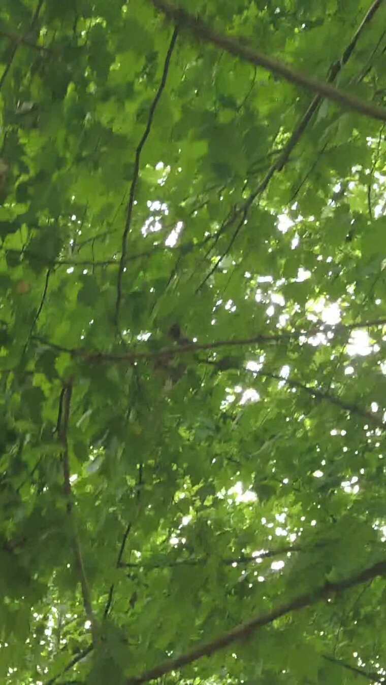 竖版航拍夏日参天大树法国梧桐实拍