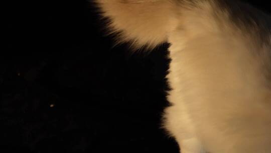 【镜头合集】猫窝里趴卧的布偶猫视频素材模板下载