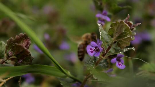从紫色花朵中采蜜的蜜蜂