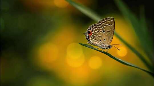 蝴蝶蜂蜜采蜜花朵夏天田野