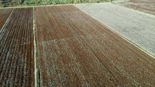 航拍乡村优质棉花地 新疆棉花