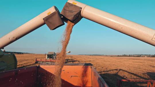 在麦田收割小麦视频素材模板下载