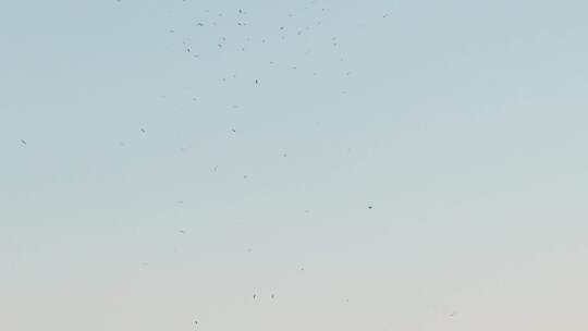 海鸥飞翔盘旋鸟群自由视频素材模板下载