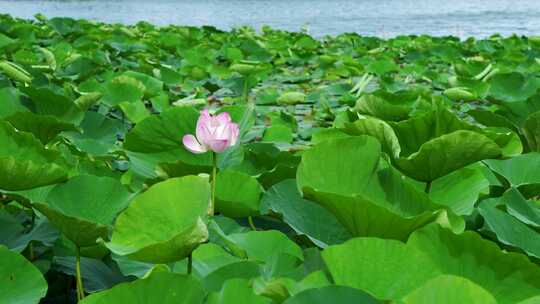 南京玄武湖公园夏日荷花荷叶湖水的风光