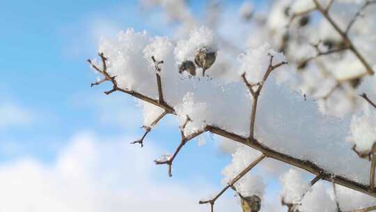冬天积雪压在光秃秃的树枝上